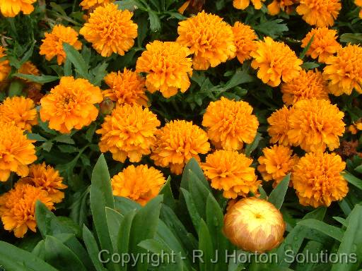 Marigold dwarf orange 